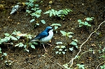 koruri33061_n_s.jpg