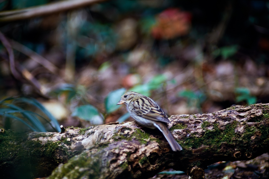 kuroji0601_007_n.jpg