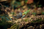 kuroji18017_n_s.jpg