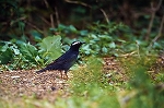 mamijiro33027_n_s.jpg