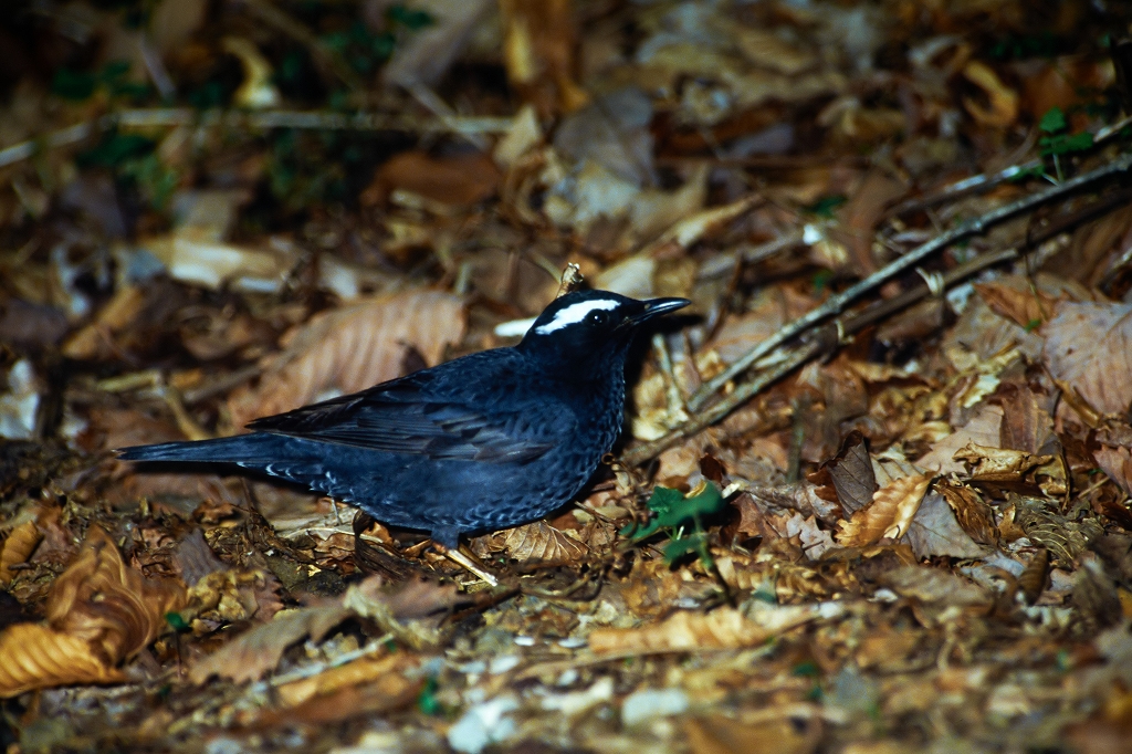 mamijiro_02043_n.jpg