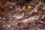 miyamahoujiro13049_n_s.jpg