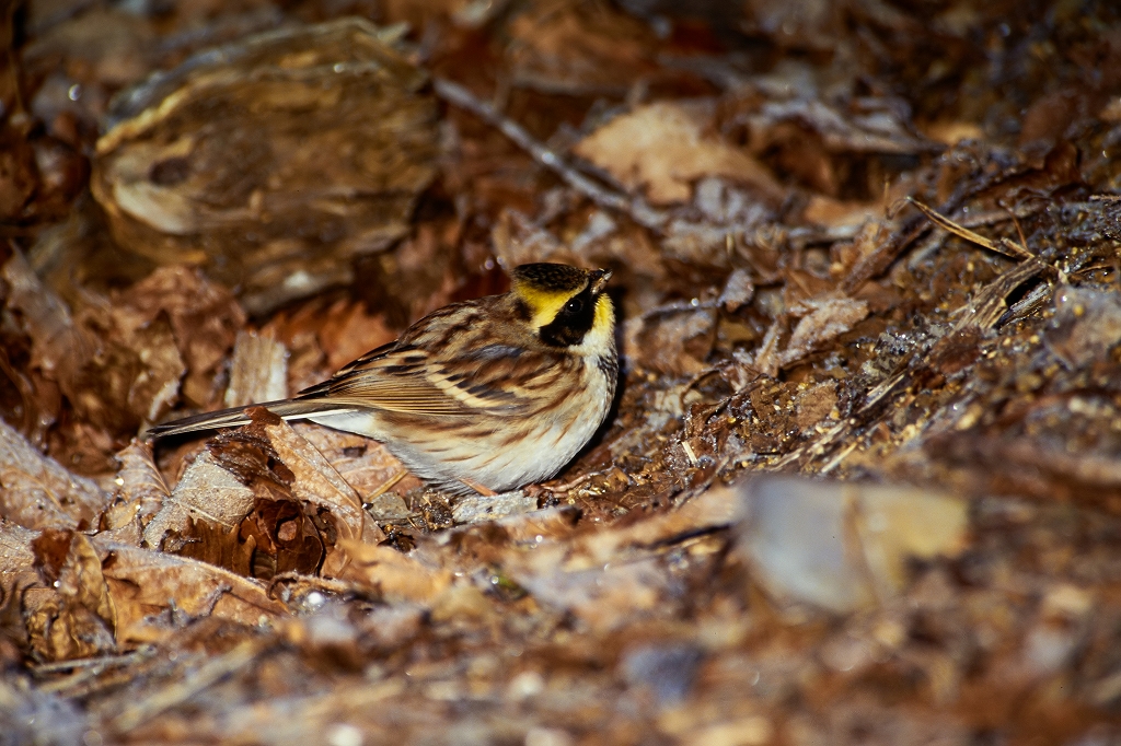 miyamahoujiro_02064_n.jpg