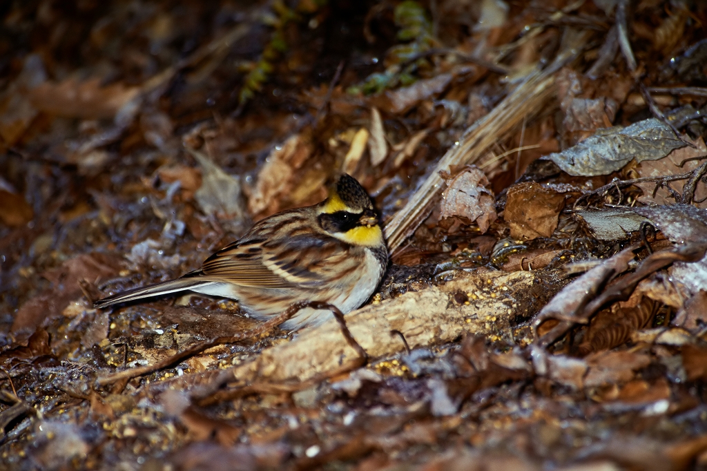 miyamahoujiro_02068_n.jpg