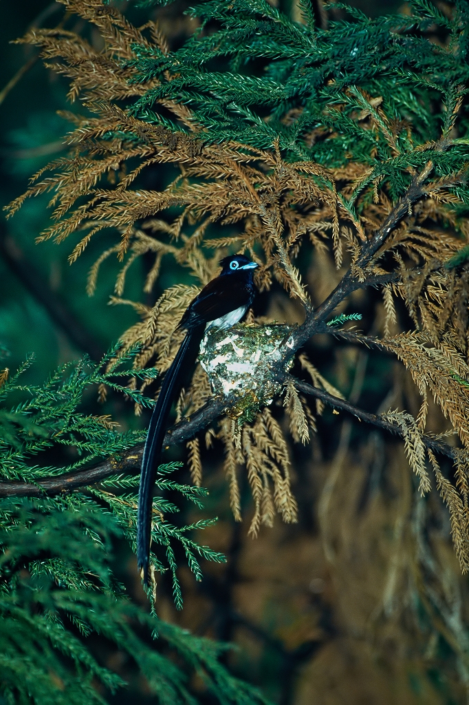 sankoutyou37035_n.jpg