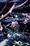 simafukurou11066_n_s.jpg