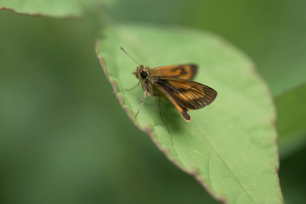 herigurotyabaneseseri075m.jpg