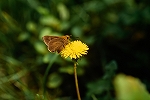 kibaneseseri39064_n_s.jpg