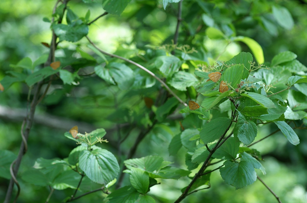 akasijimi11_07_05-036.jpg