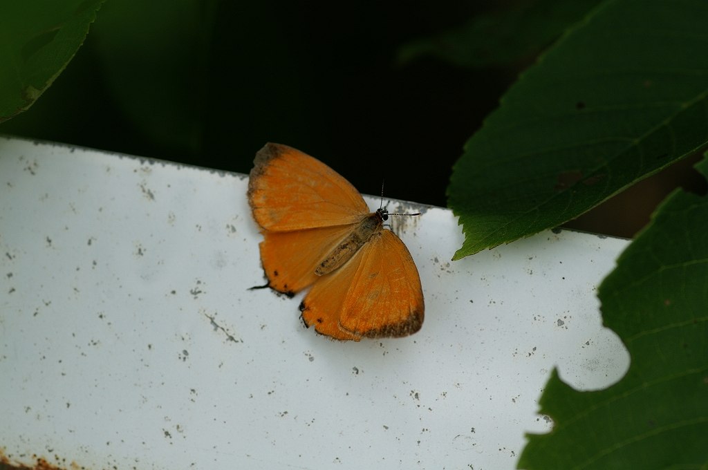 akasijimi11_07_05-039.jpg