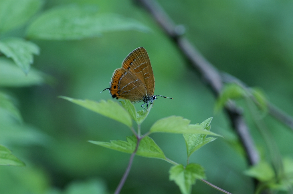 akasijimi11_07_05-079.jpg