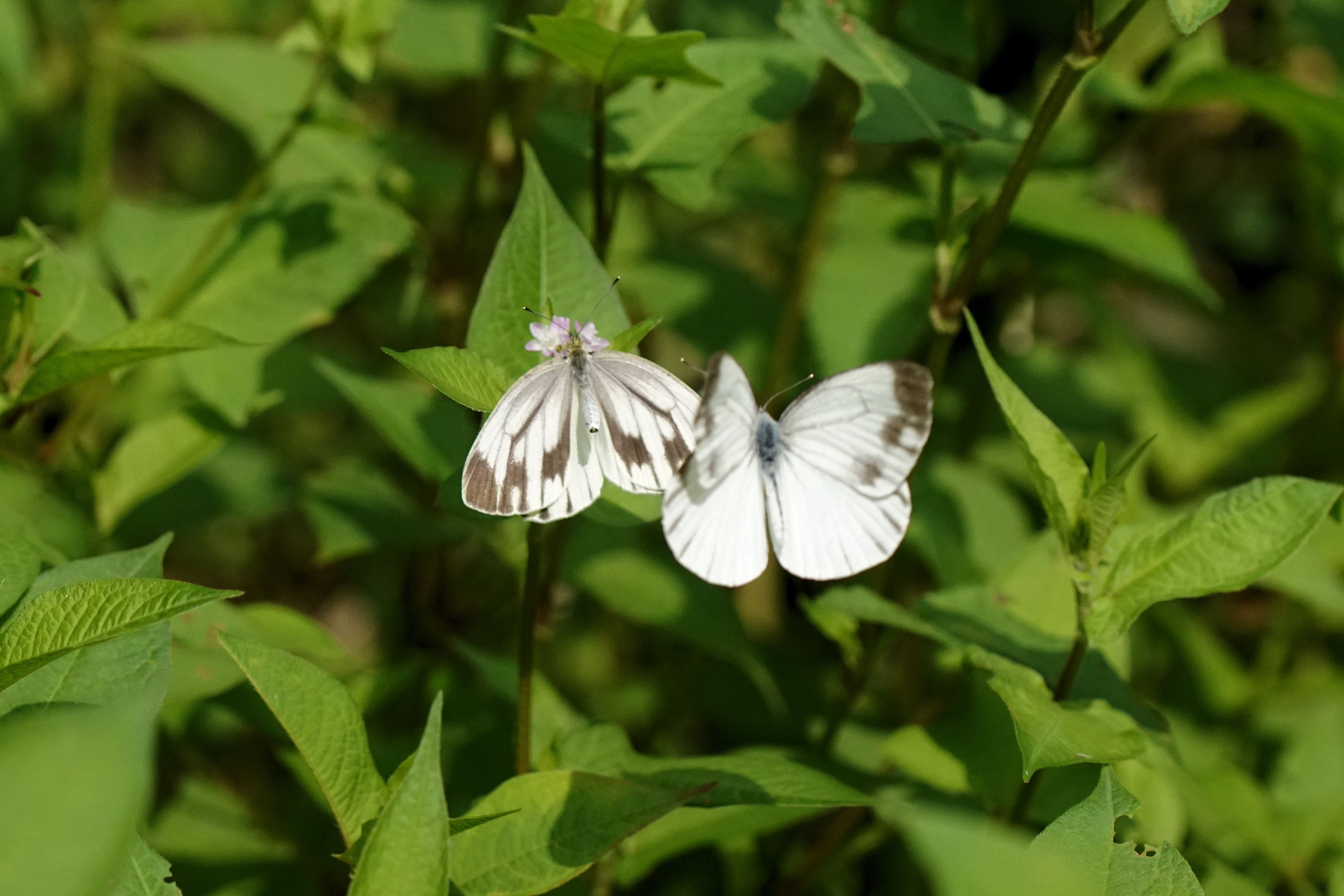sujigurosirotyou058m.jpg