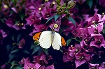 tumabenityou09_01098_n_s.jpg
