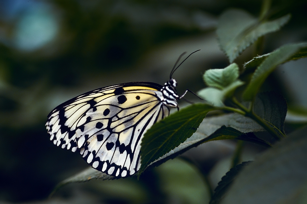 oogomadara09_01096_n.jpg