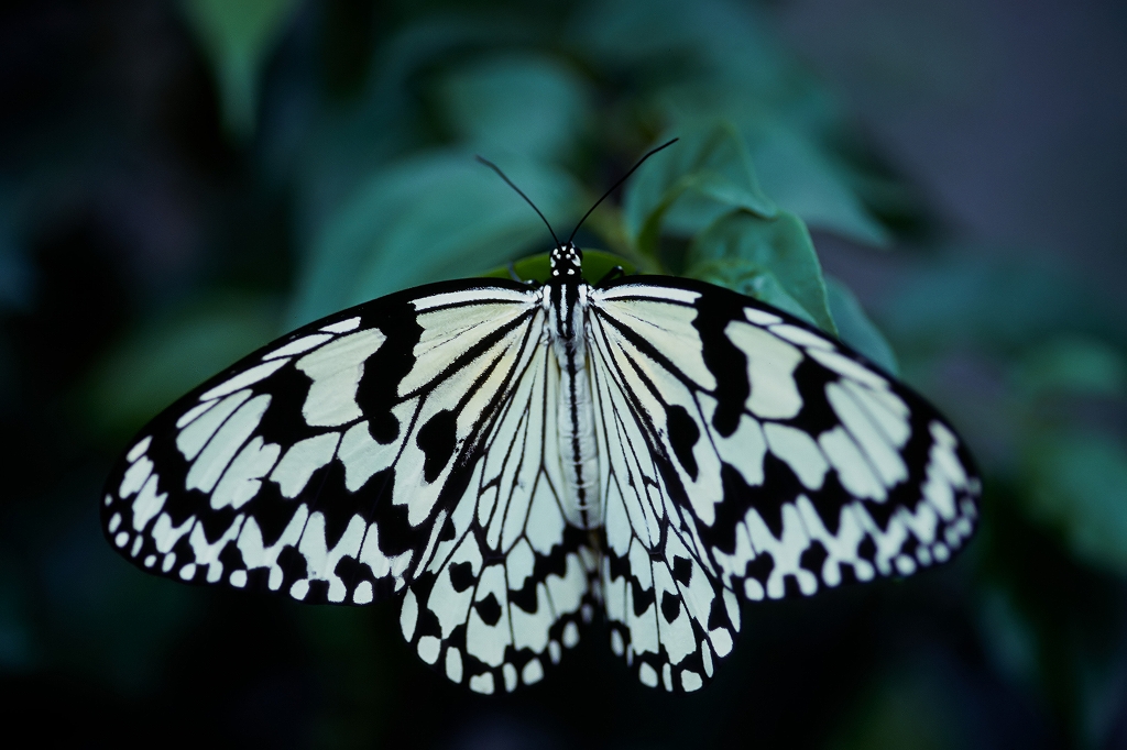 oogomadara40032_n.jpg