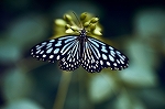 ryukyuasagimadara09_01093_n_s.jpg