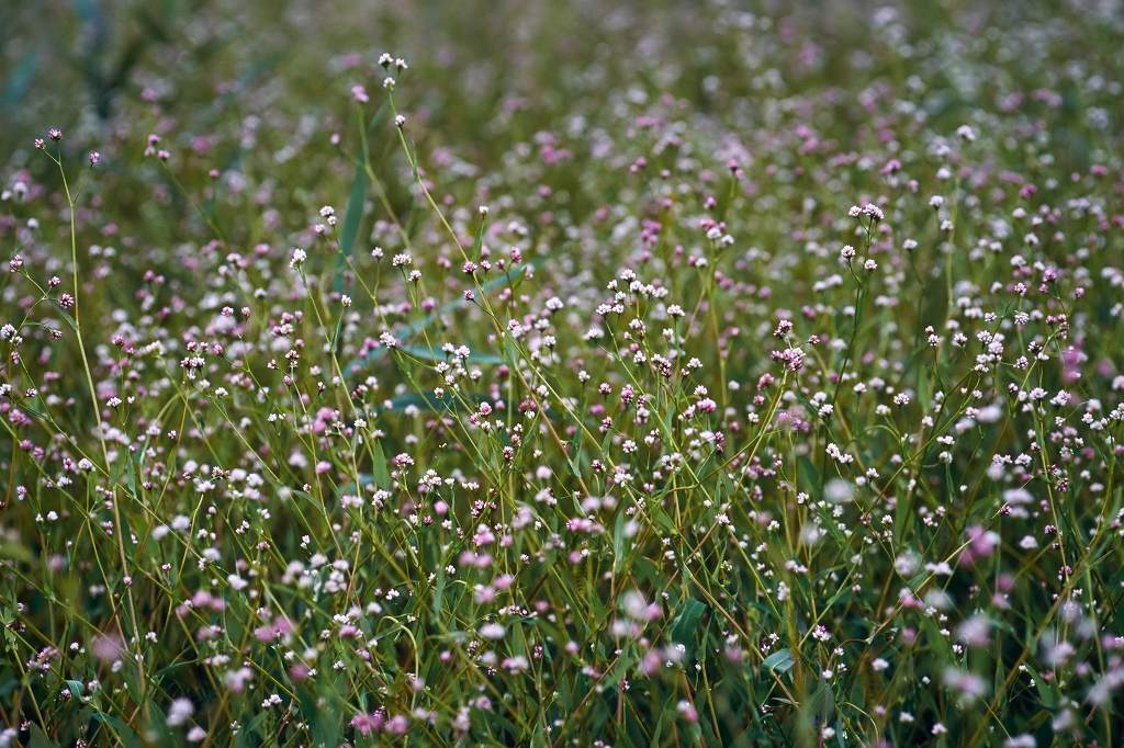 akinounagitukami38074_n.jpg