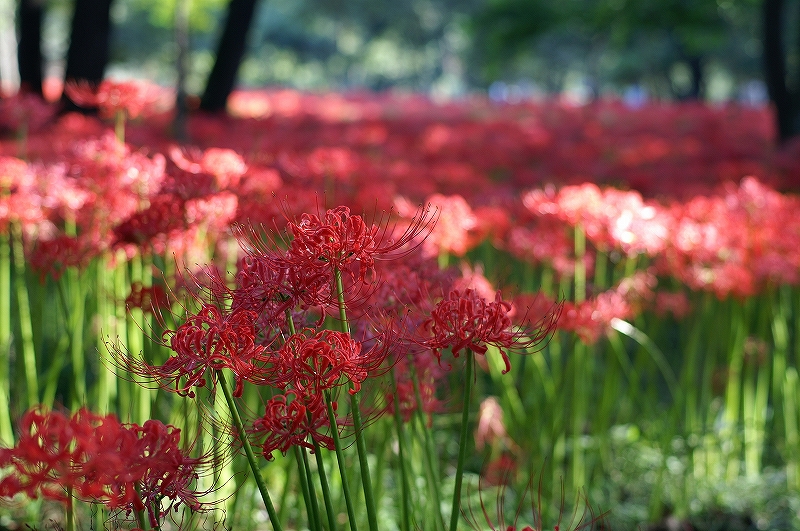 higanbana021.jpg