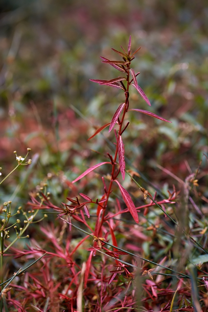 tyoujitade38033_n.jpg