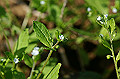 hanaibana059_s.jpg