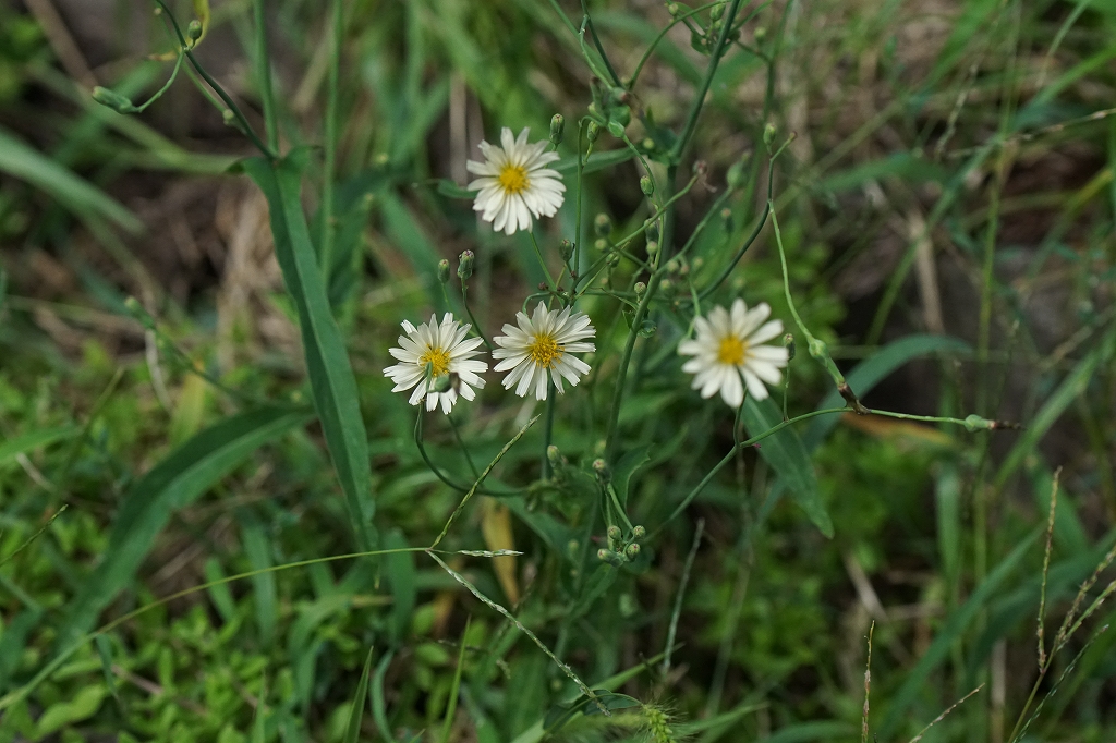 hosobaakinonogesi065.jpg