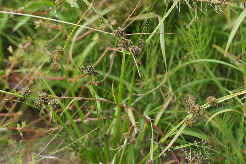 tamagayaturi126.jpg