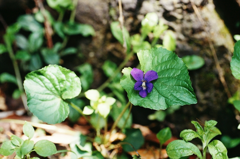 akanesumire005m.jpg