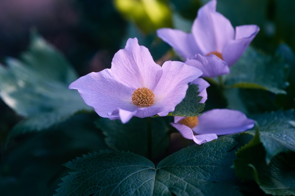 siraneaoi39029_n.jpg