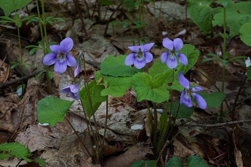 tatitubosumire069.jpg