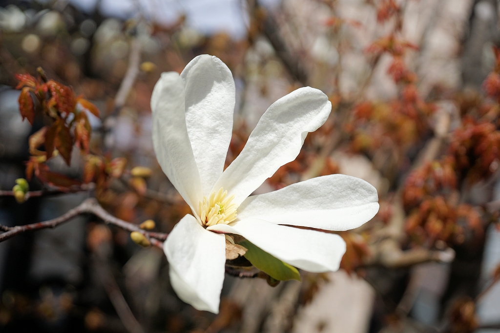 kobusi001m.jpg