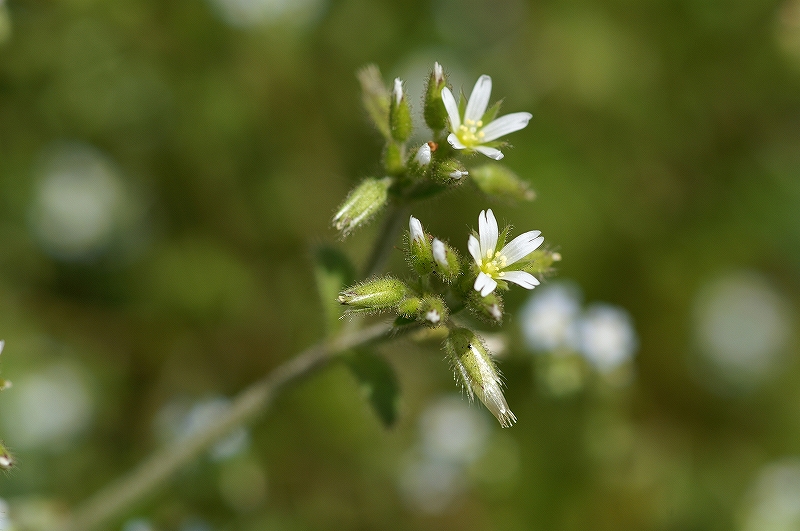 orandamiminagusa046.jpg