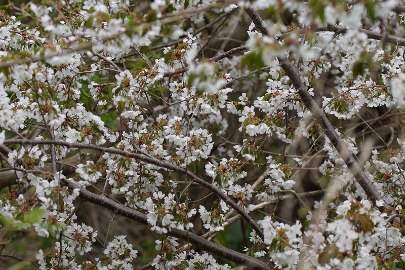 yamazakura060.jpg