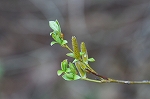 kituneyanagi054_s.jpg
