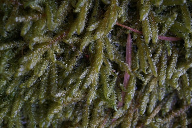 aomorisanadagoke049.jpg