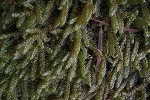 aomorisanadagoke049_s.jpg