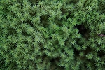 ezosunagoke056_s.jpg