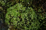 ezotyoutingoke062_s.jpg