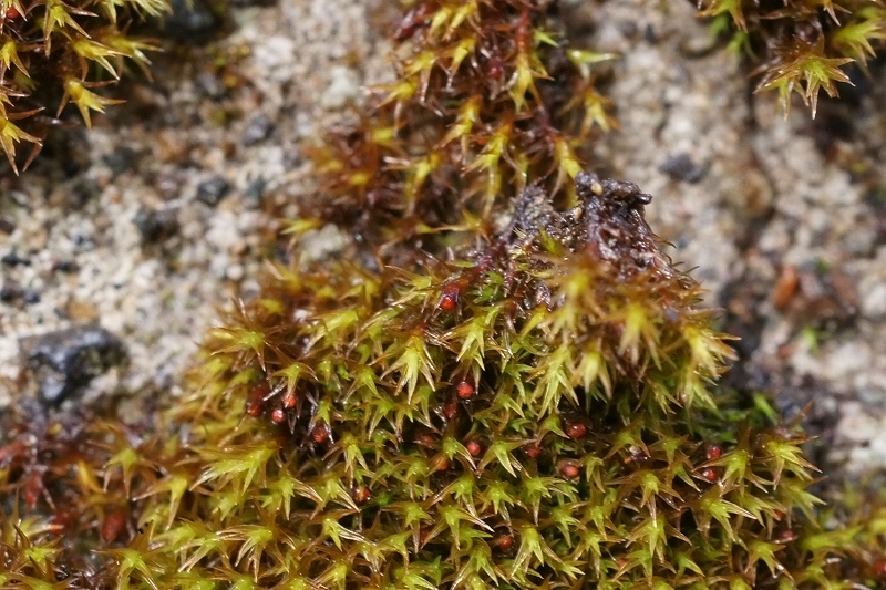 hosobagibousigoke048m.jpg