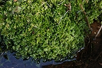 hosobamizuzenigoke293_s.jpg