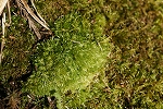 hosobaokinagoke027_s.jpg