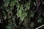iwadaregoke034_s.jpg