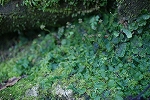 kezenigoke121_s.jpg
