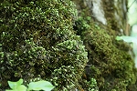 kobanotyoutingoke168_s.jpg