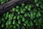 kohouougoke009_s.jpg