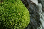mizusidagoke275_s.jpg