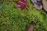 nezuminoogoke069_s.jpg