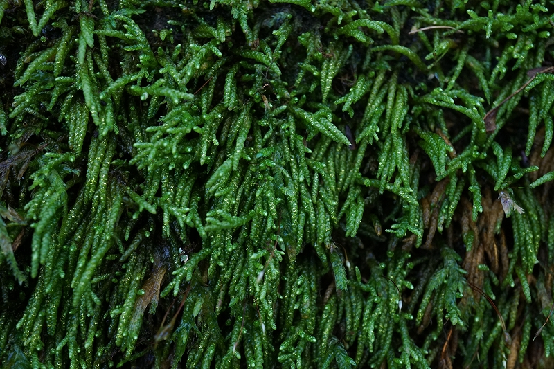 nezuminoogoke228.jpg