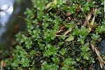 oobatyoutingoke226_s.jpg