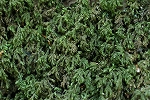 ootoranoogoke193_s.jpg