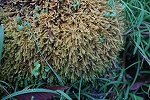 rasengoke051_s.jpg